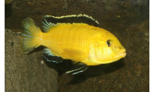 Labidochromis sp. yellow